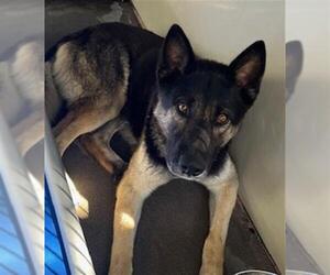 German Shepherd Dog Dogs for adoption in Santa Barbara, CA, USA