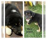 Small Photo #1 Australian Shepherd Puppy For Sale in PERKINSTON, MS, USA