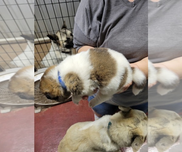 Medium Photo #2 Akita Puppy For Sale in LICKING, MO, USA