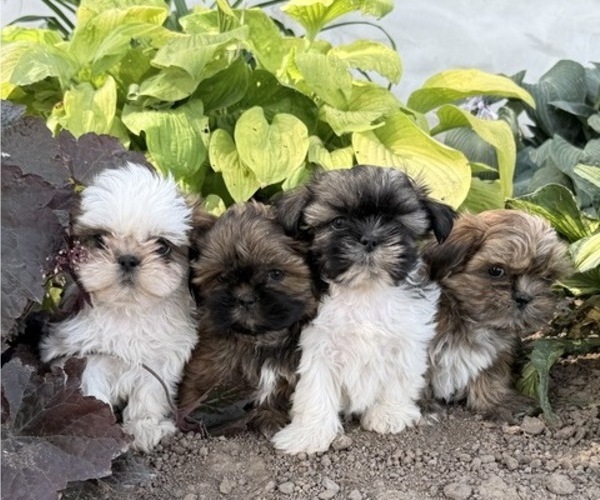 Medium Photo #6 Shih Tzu Puppy For Sale in THORP, WI, USA