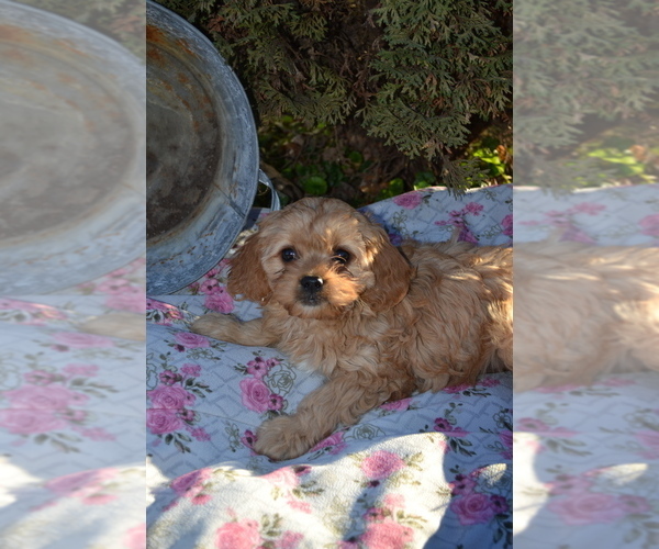 Medium Photo #1 Cavapoo Puppy For Sale in GREENWOOD, WI, USA
