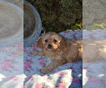 Puppy Amber Cavapoo