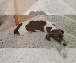 Mother of the Dachshund puppies born on 12/05/2025