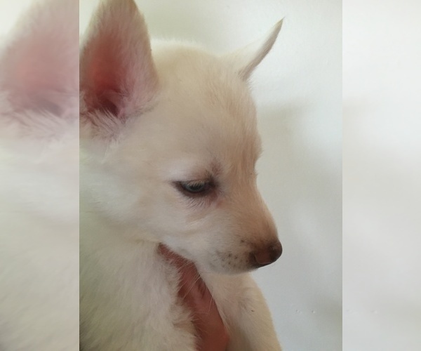 Medium Photo #5 Siberian Husky Puppy For Sale in DANBY, VT, USA