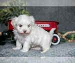 Small #1 Maltese