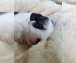 Small Photo #2 Schnauzer (Miniature) Puppy For Sale in LEESBURG, VA, USA