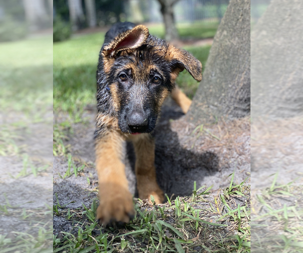 Medium Photo #36 German Shepherd Dog Puppy For Sale in WELLINGTON, FL, USA