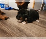Puppy Puppy 6 YELLOW Rottweiler-American Pit Bull Terrier