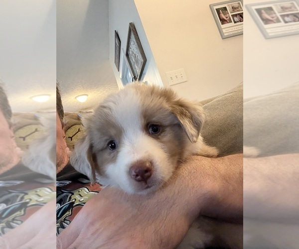 Medium Photo #3 Australian Shepherd Puppy For Sale in DAYTON, OH, USA
