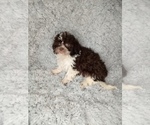 Small Photo #6 Shih-Poo Puppy For Sale in INDIANAPOLIS, IN, USA