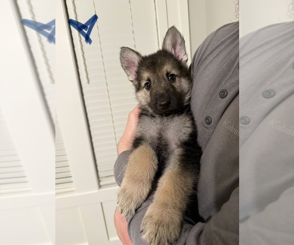 Medium Photo #10 German Shepherd Dog Puppy For Sale in GARDNER, KS, USA