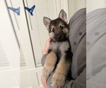 Puppy Blue Male German Shepherd Dog