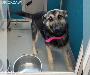 German Shepherd Dog Dogs for adoption in Oklahoma City, OK, USA