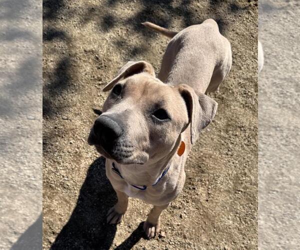 Medium Photo #4 Mutt Puppy For Sale in Incline Village, NV, USA