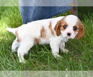 Cavalier King Charles Spaniel Puppy for sale in SUGARCREEK, OH, USA