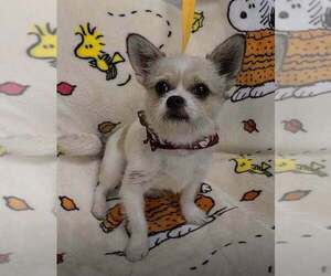 Oliver (AL) - Male ShiChi Dog for Adoption - Photo #2