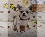 Small Photo #2 ShiChi Puppy For Sale in New York, NY, USA