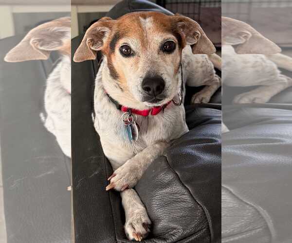 Medium Photo #1 Beagle-Unknown Mix Puppy For Sale in Dunnellon, FL, USA