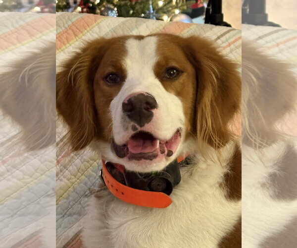 Medium Photo #3 - Mix Puppy For Sale in Curwensville, PA, USA