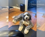 Small Bernedoodle