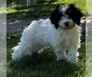 Miniature Bernedoodle Puppy for sale in LONGMONT, CO, USA