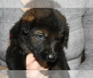 German Shepherd Dog Puppy for sale in ATHOL, ID, USA