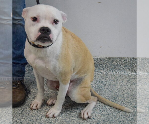 Medium Photo #6 Bulloxer Puppy For Sale in Huntley, IL, USA