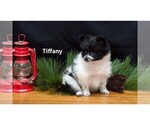 Small Photo #6 Pomeranian Puppy For Sale in CLARE, MI, USA