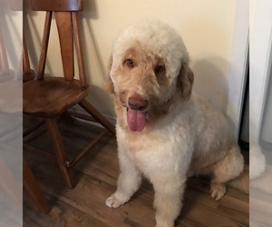 Goldendoodle Puppy for sale in BYRAM, MS, USA