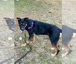 Small #25 Rottweiler Mix