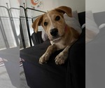 Small #6 Labrador Retriever Mix