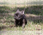 Small #5 French Bulldog