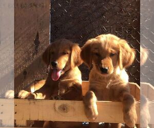 Golden Retriever Puppy for sale in CORONA, CA, USA
