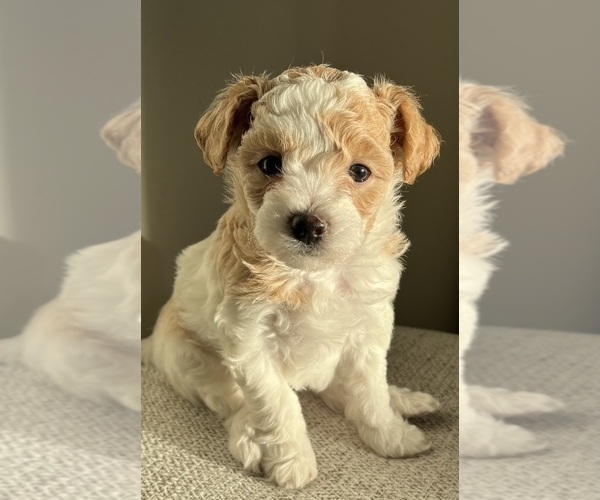 Medium Photo #2 Bichpoo-Yo-Chon Mix Puppy For Sale in RIGBY, ID, USA