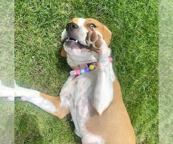 Medium Photo #4 American Staffordshire Terrier-Boxer Mix Puppy For Sale in San Juan Capistrano, CA, USA