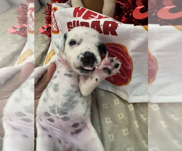 Medium Photo #1 Dalmatian Puppy For Sale in GREENSBORO, NC, USA