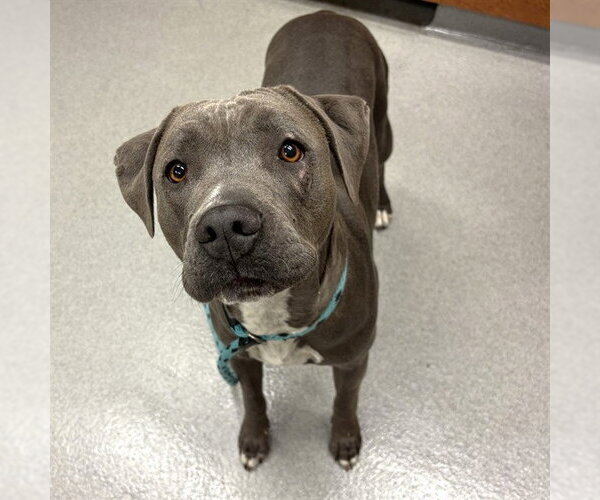 Medium Photo #2 Mutt Puppy For Sale in Rancho Cucamonga, CA, USA