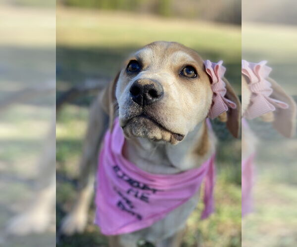 Medium Photo #26 Retriever -Unknown Mix Puppy For Sale in Holly Springs, NC, USA