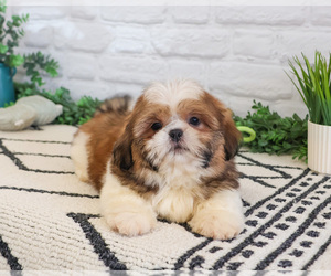 Shih Tzu Puppy for sale in SYRACUSE, IN, USA