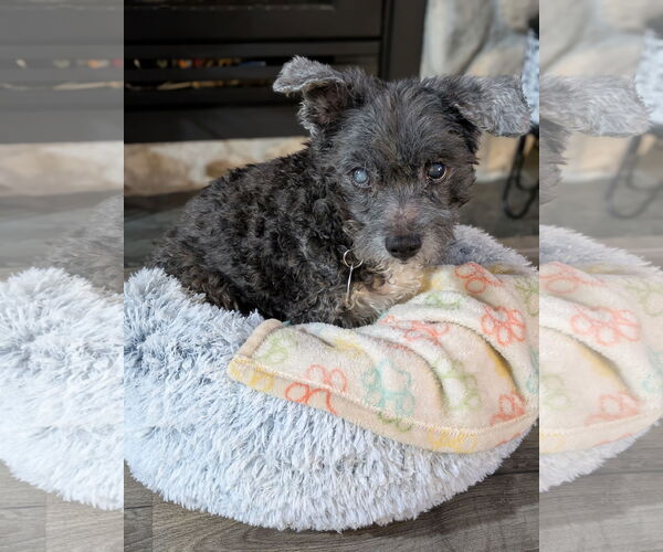 Medium Photo #2 Maltese-Unknown Mix Puppy For Sale in St. Louis Park, MN, USA