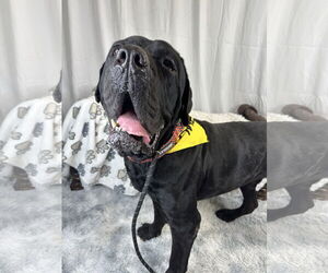 Mutt Dogs for adoption in Goodyear, AZ, USA