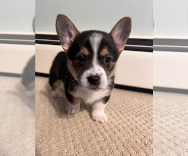 Medium Photo #1 Pembroke Welsh Corgi Puppy For Sale in ROCKFORD, IL, USA