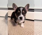 Puppy Dorito Pembroke Welsh Corgi