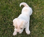 Small #10 Cocker-Pei