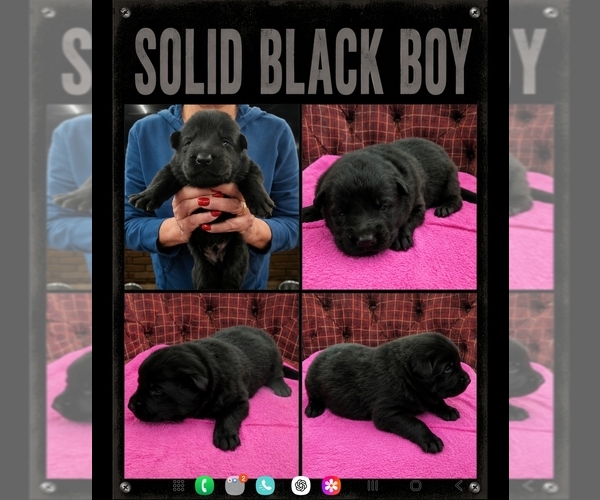 Medium Photo #1 German Shepherd Dog Puppy For Sale in GREENSBURG, PA, USA