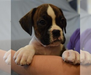 Boxer Puppy for sale in HUMBOLDT, NE, USA