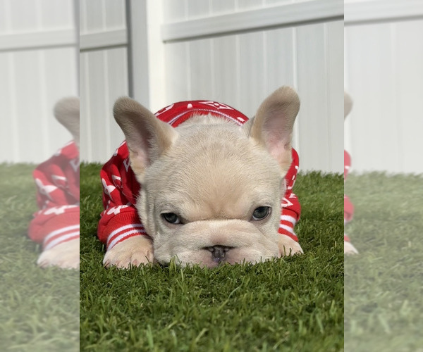 Medium Photo #2 French Bulldog Puppy For Sale in WASHINGTON, DC, USA
