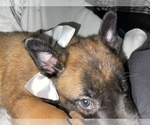 Small Photo #225 Belgian Malinois Puppy For Sale in REESEVILLE, WI, USA
