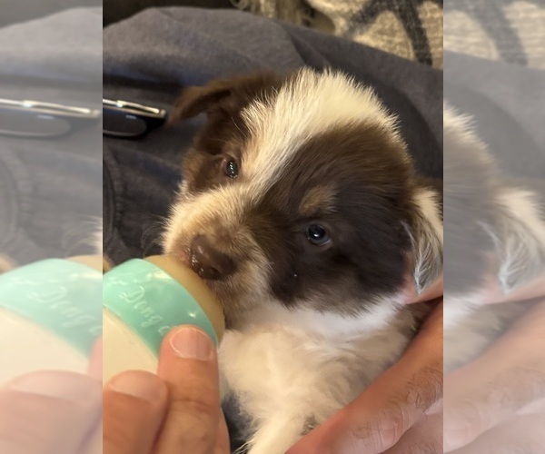 Medium Photo #21 Border Collie Puppy For Sale in MARYVILLE, TN, USA