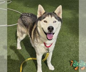 Siberian Husky-Unknown Mix Dogs for adoption in Las Vegas, NV, USA